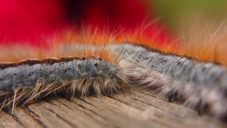 extreme macro close up and extreme slow motion of a western tent caterpillar passing in front of another caterpillar moth and leaving frame