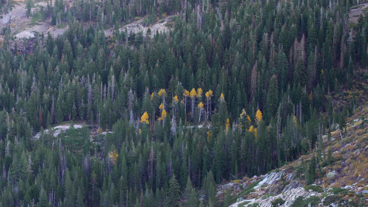 Bosco montano con un vibrante fogliame giallo circondato da pini.