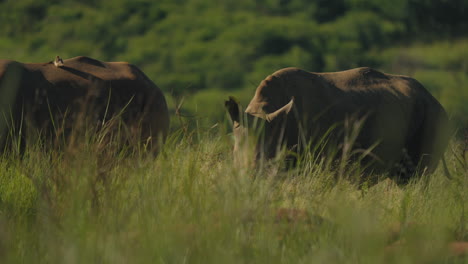 a majestic rhinoceros in a group of rhinocerose, grazes peacefully in the grasslands of the south african savannah