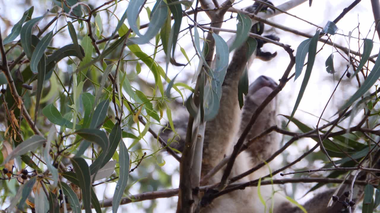 oso koala forrajeando y rompiendo la rama de un árbol de eucalipto con hojas verdes