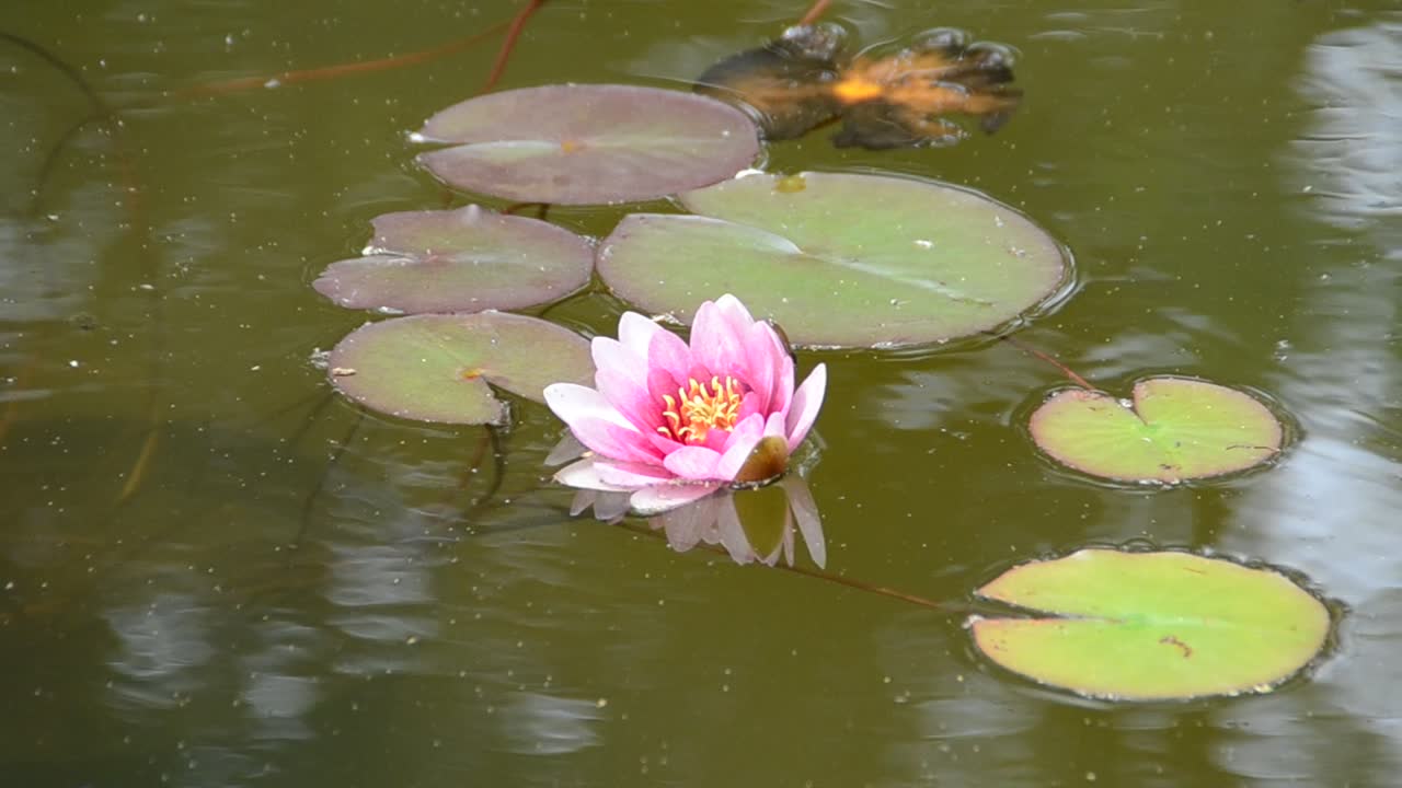 schöne rosa Wasserlilie (Lotus)