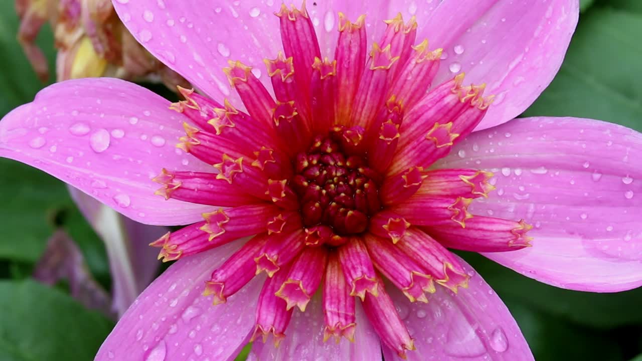 primer plano de una flor de jardín rosa brillante cubierta de gotas de lluvia