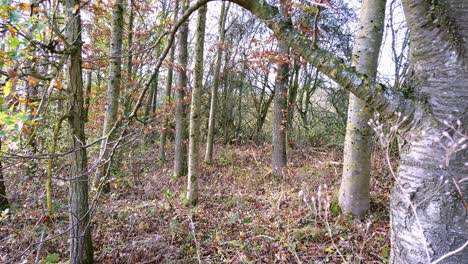 una dispersión de hojas de roble en el suelo del bosque y algunas en los árboles al comienzo del otoño
