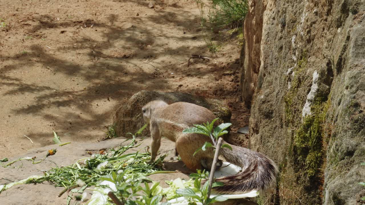 la ardilla de tierra rayada come verduras en el jardín zoológico