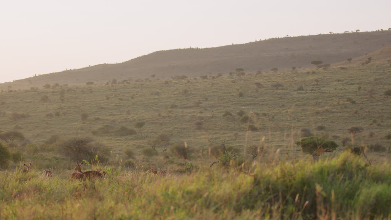 Mandria di impala al pascolo nella savana erbosa con alberi