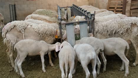 sheeps on a flock farm