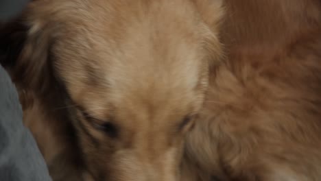 A-cute-golden-retriever-at-the-seat-of-his-owner-in-a-camping-van-seems-a-bit-worried-but-is-reassured-with-a-pet-of-his-master