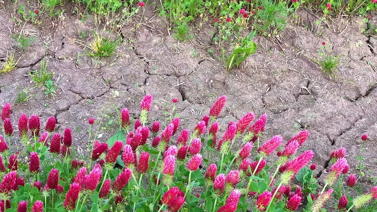 Un campo di vivaci fiori rossi contrasta con la terra screpolata e secca durante il giorno.