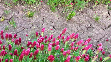 Ein-Feld-Mit-Leuchtend-Roten-Blumen-Kontrastiert-Tagsüber-Mit-Rissiger,-Trockener-Erde