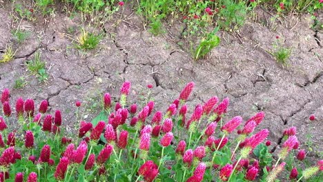 un campo de flores rojas vibrantes contrasta con la tierra agrietada y seca durante el día