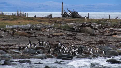 penguins cleaning themselves on the beach at a strip of land between the sea in patagonia, chile