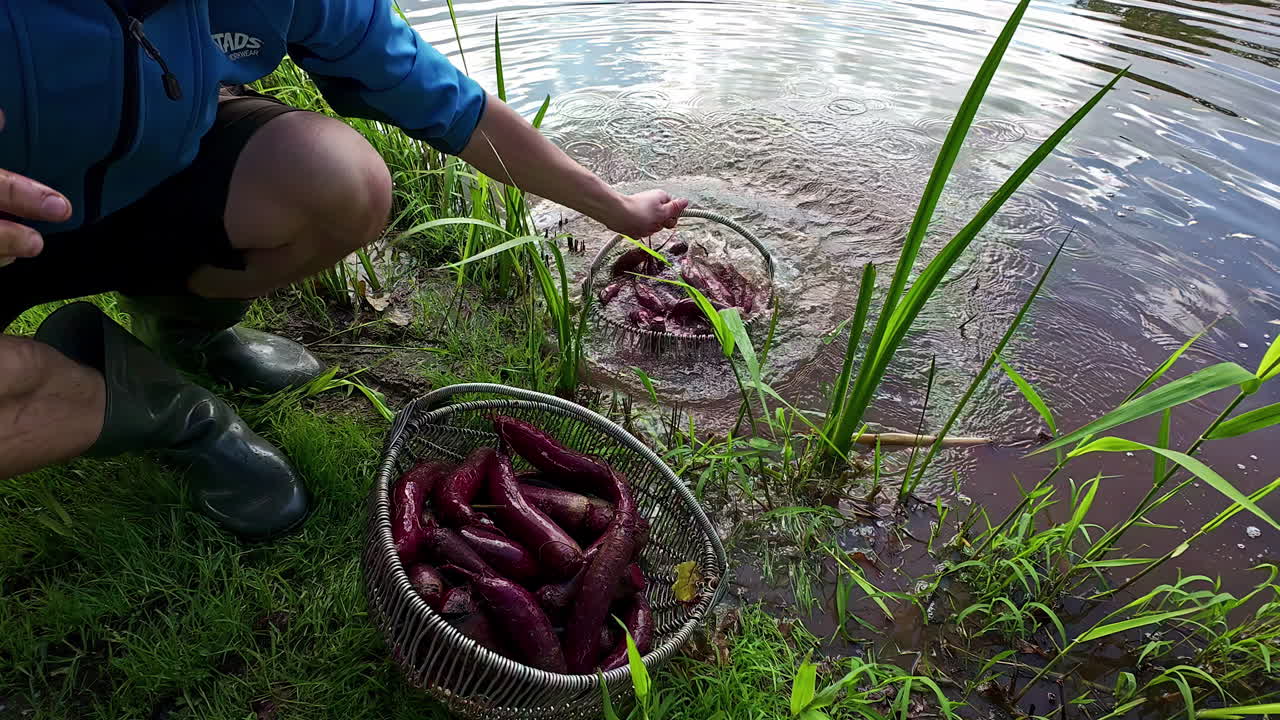 lavando remolachas frescas en el lago antes de asarlas en una fogata
