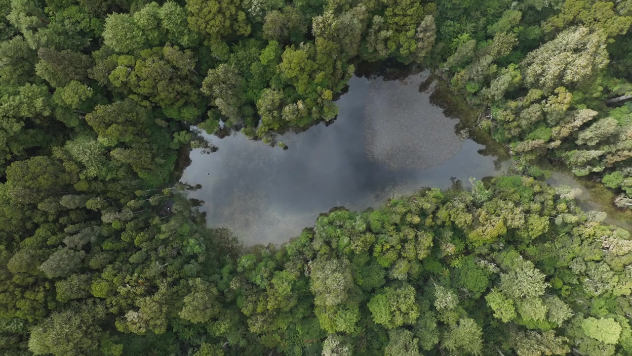 Timelapse. Humedales rodeados de vegetación nativa. Exuberante verdor. Árboles junto al arroyo. Río. Laguna. Lugar secreto. Vista aérea con dron