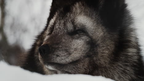 close up view of arctic fox sleeping in the forest