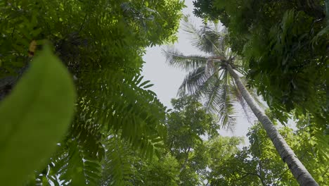 toma de movimiento de ángulo bajo en el bosque o la jungla