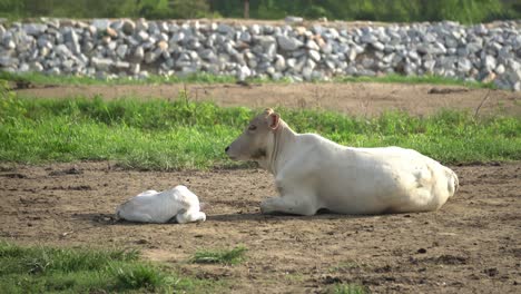 un ganado descansa al lado de la vaca.