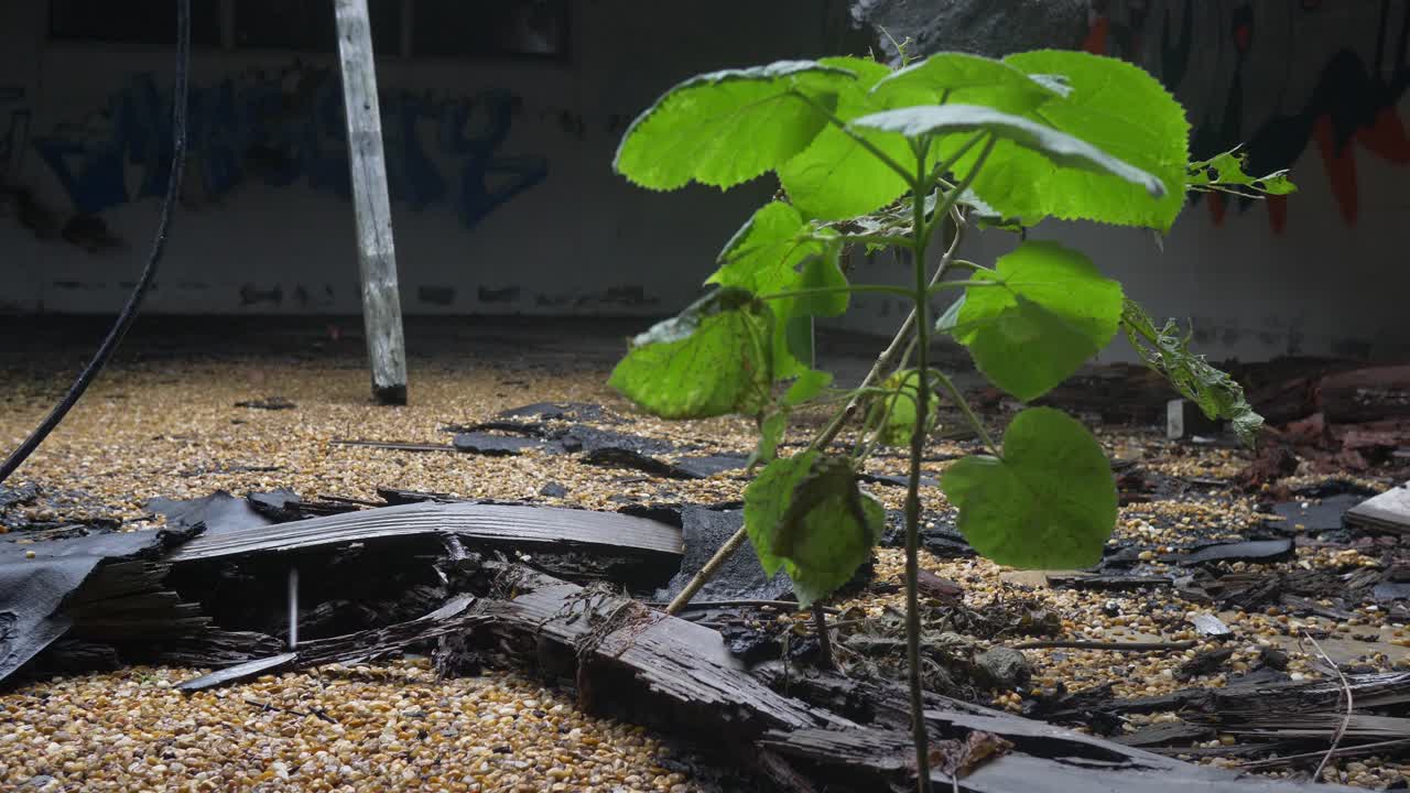 Nature Reclaiming an Abandoned Building