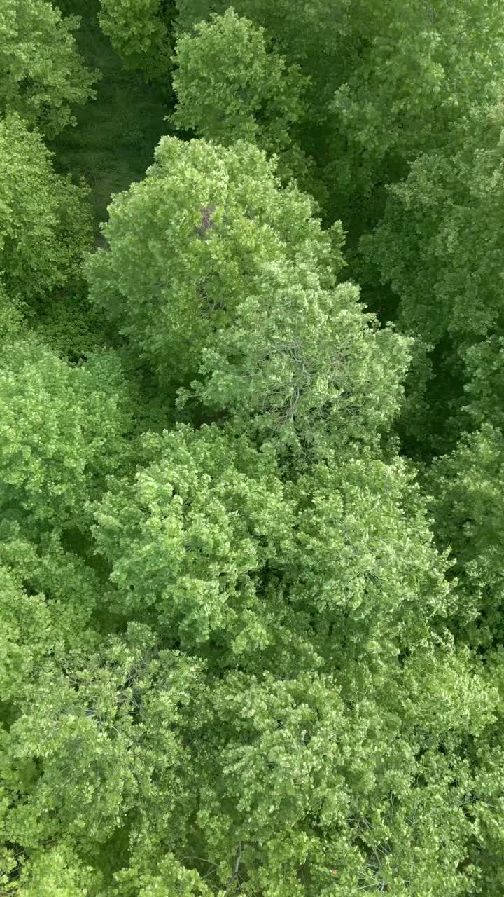 Flight over the Lush Forest in the City of Istanbul