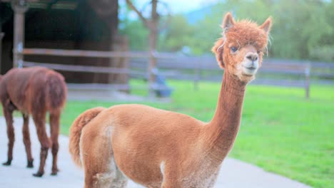 4K-slow-motion-shot-of-an-alpaca-looking-couriously-into-the-camera,-with-more-alpacas,-trees-and-a-barn-in-the-blurred-background