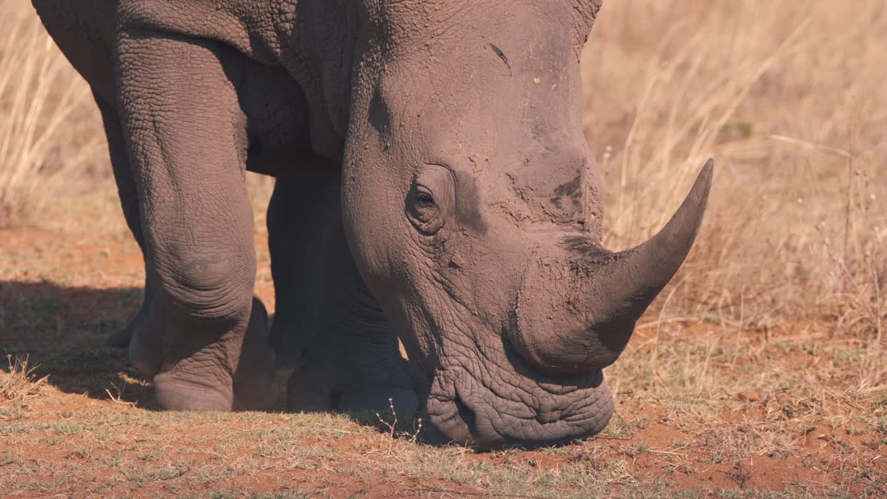 마른 아프리카 사바나 잔디에서 방목하는 흰 코뿔소의 닫습니다