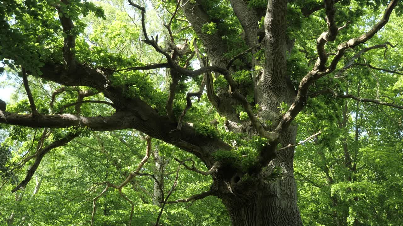 Beautiful old oak tree with fresh green leaves