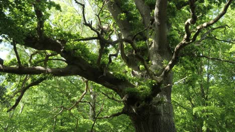 beautiful old oak tree with fresh green leaves