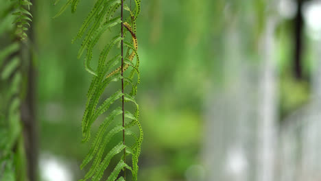 hoja de helecho en el jardín