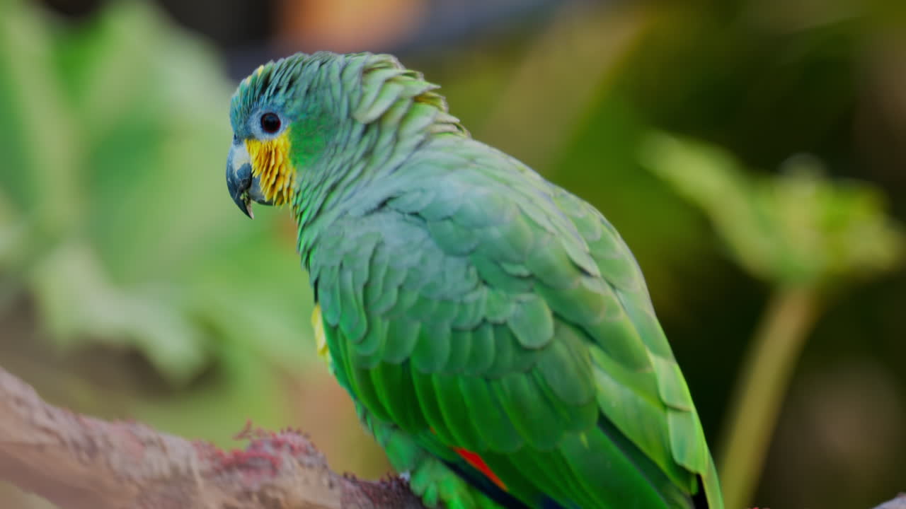 Close up of a green Macaw bird on a branch with a blurred background