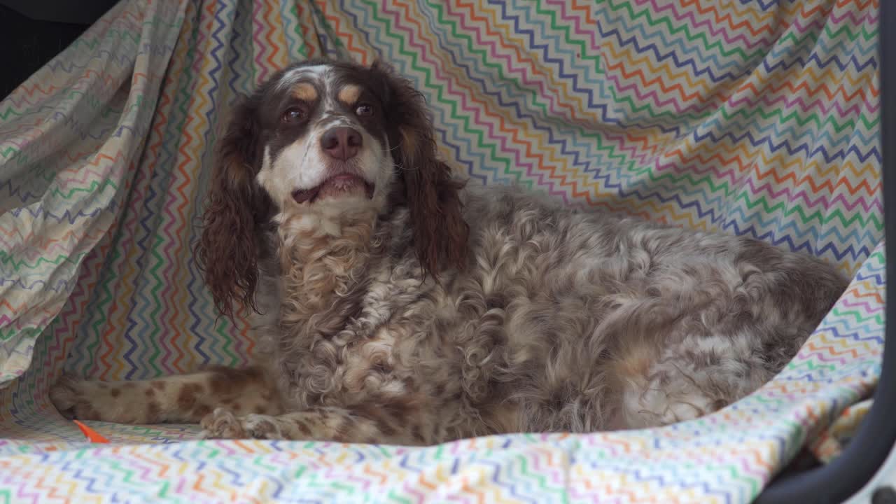 un perro feliz con la lengua fuera sentado en el maletero de un gran coche blanco