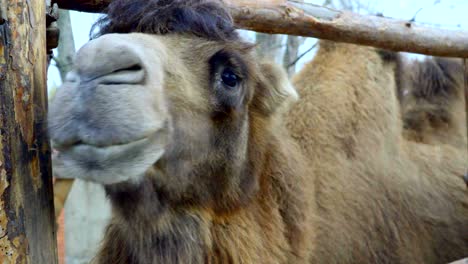 close-up of head bactrian camel