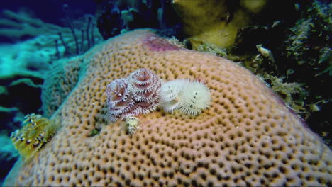 un gusano de árbol de navidad en un coral cerebral