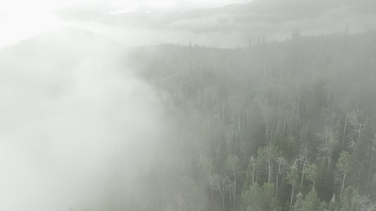 산과 숲 나무에 걸려 낮은 안개의 공중 -10