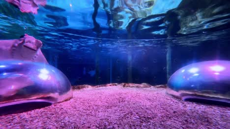 underwater aquarium view with glowing lighting, colorful stones, and large bubble domes
