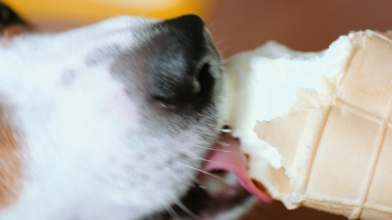 Dog eat, biting and licking ice cream