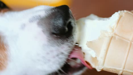 el perro come, muerde y lame el helado.