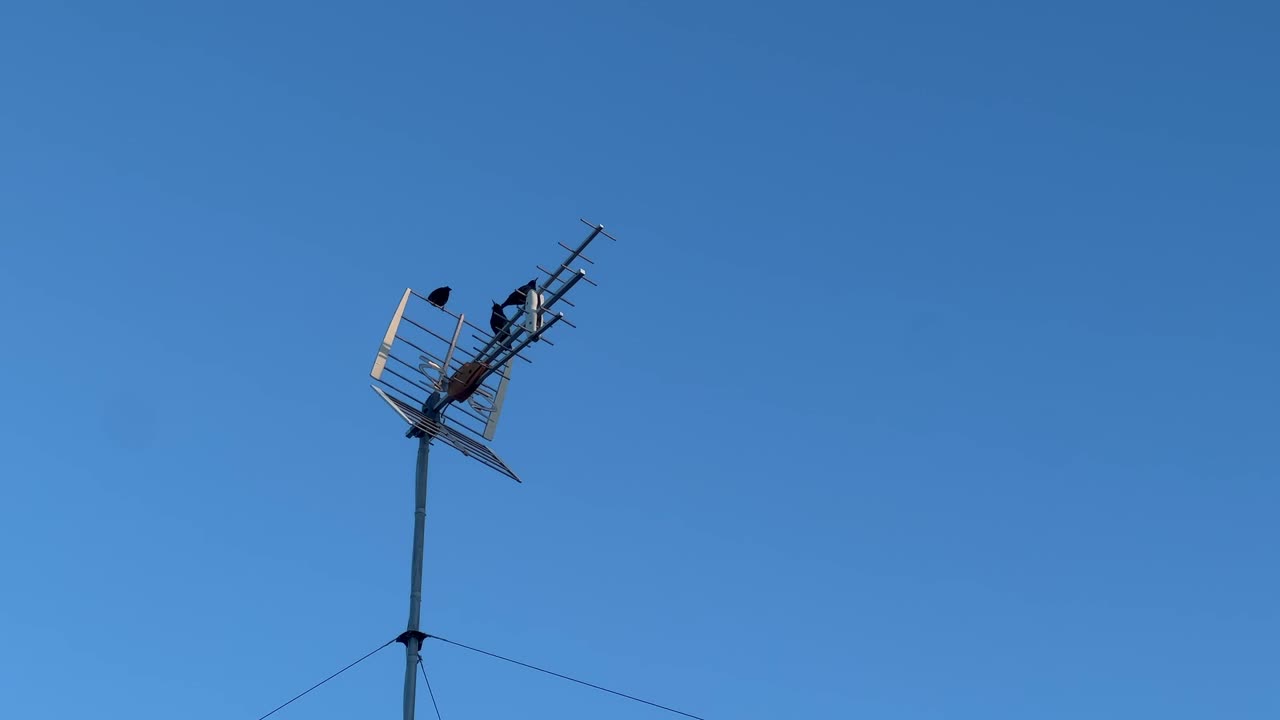 Birds on an antenna. High angle view. Daylight