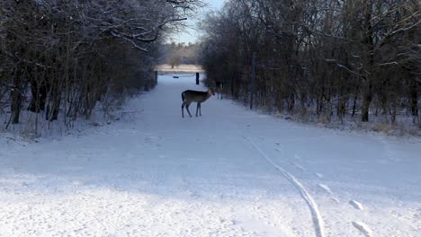 a couple young deer are looking for fresh grass on a snow covered meadow near an urban road