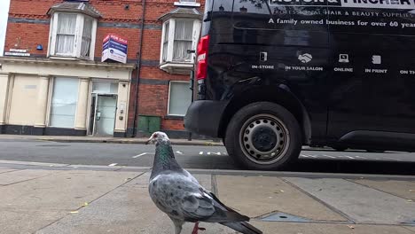 pigeon interacts with street environment in llangollen