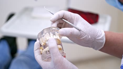 dentist demonstrating tooth model. male dentist holding dental model, explaining teeth care to patient