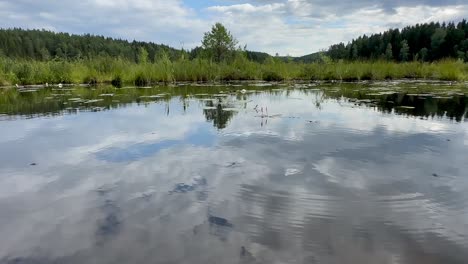 Water-spiders-skitter-across-the-surface-of-a-reed-filled,-marshy-lake-area-near-Oslo