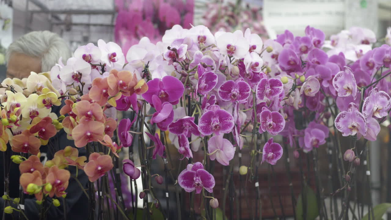 A Vibrant Display of Colorful Orchids at a Market
