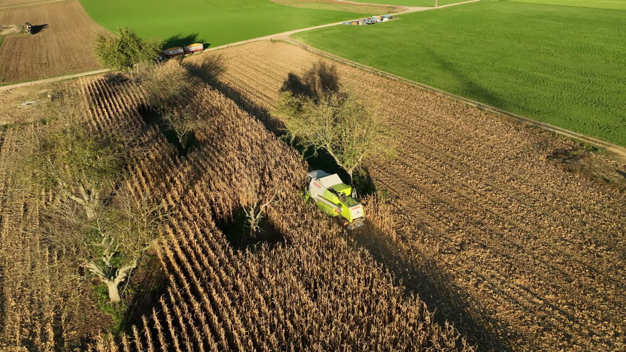 agricultor cosechadora de cultivos conduciendo líneas en el campo de maíz con el sol de la tarde de otoño