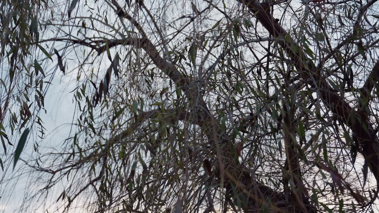 Sky view through interwoven branches of tall tree in quiet park, scattered green leaves cling to twigs in soft winter light, forming delicate natural pattern against pale sky