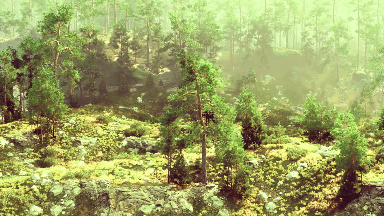 Majestic forest landscape filled with lush greenery and sunlight
