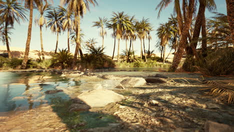 Estanque-Del-Lago-Oasis-Del-Desierto-Con-Palmeras