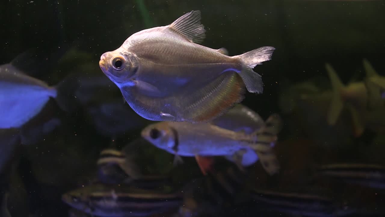 Close up of silver dollar fish swimming around, related to piranha, fresh water