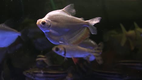 close up of silver dollar fish swimming around, related to piranha, fresh water