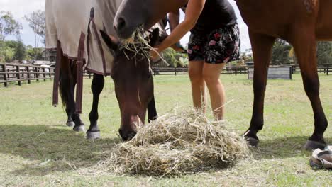 two companion horses happily eating a pile of hay while a female stable hand puts a horse rug on them