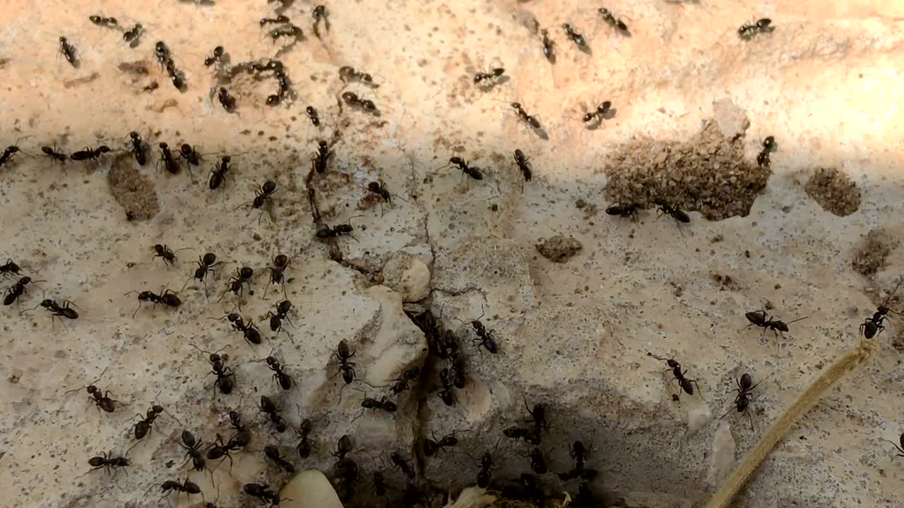 las hormigas corren hacia el hormiguero.