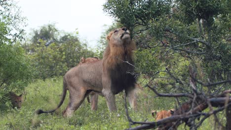 un león macho muestra un comportamiento dominante cuando la leona se acerca y los cachorros juegan